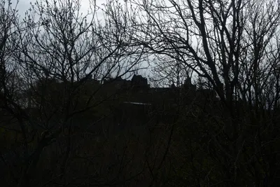 DSC_7321 (Large).JPG